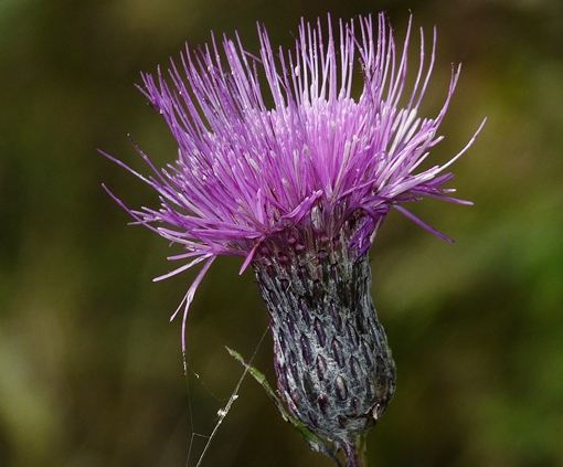 {Cirsium muticum}